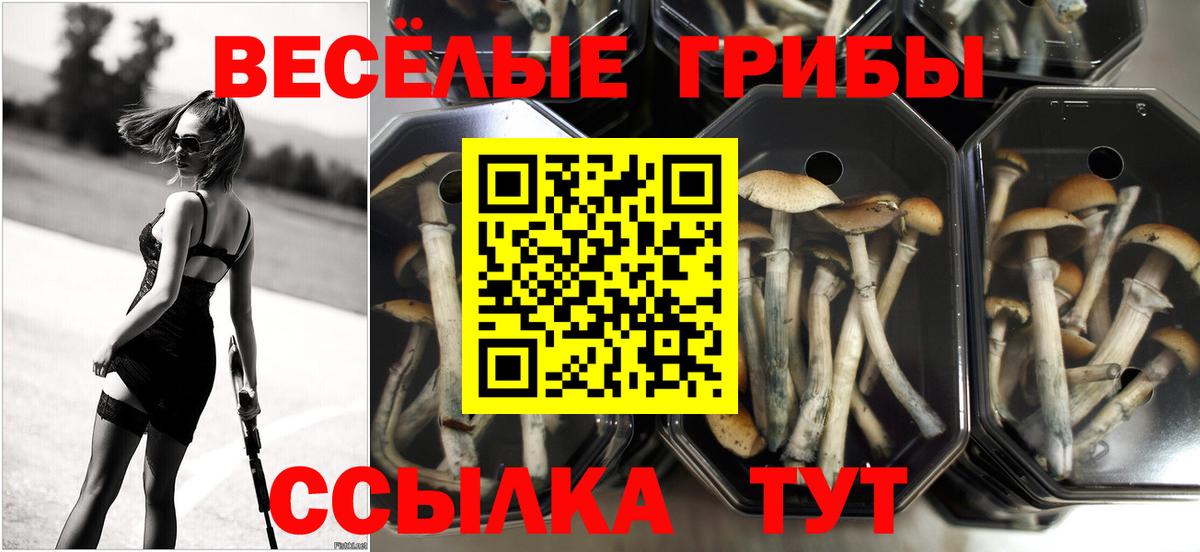 Псилоцибиновые грибы ЛСД  Вход с VPN  Урус-Мартан  Галлюциногенные грибы Cubensis 